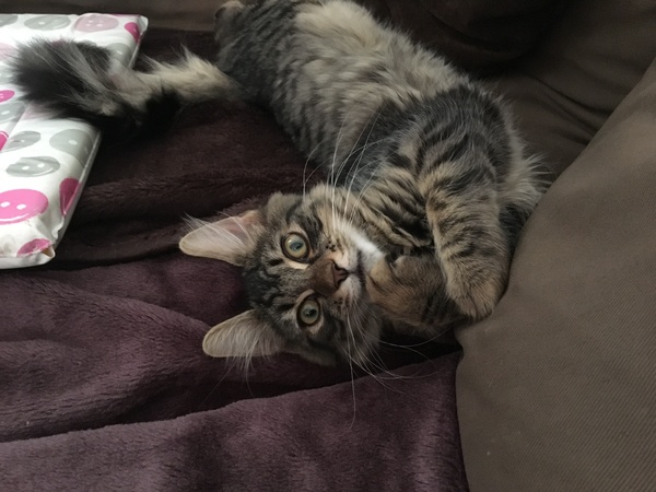 What breed do you see in my lovely cat ?