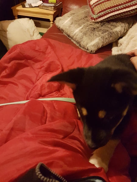 Puppy Survival Thread Part 5!