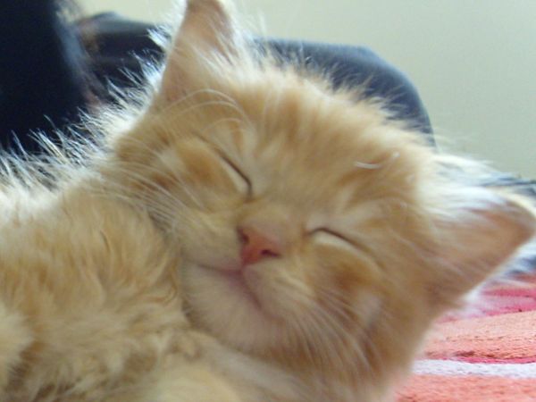Found old photo of the fluffy one I had to share