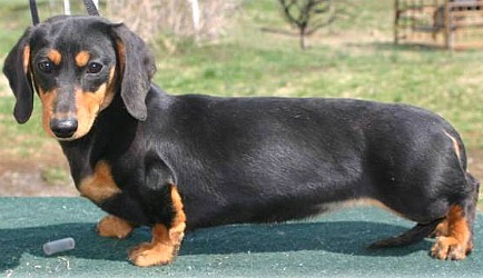 Possibly the vainest question in the Doghouse... collar colours?