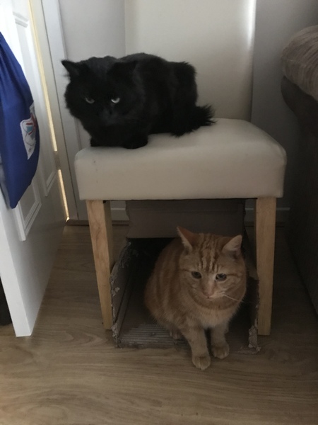 What's your DCat up to today? Episode 6, Return of the... Cats?