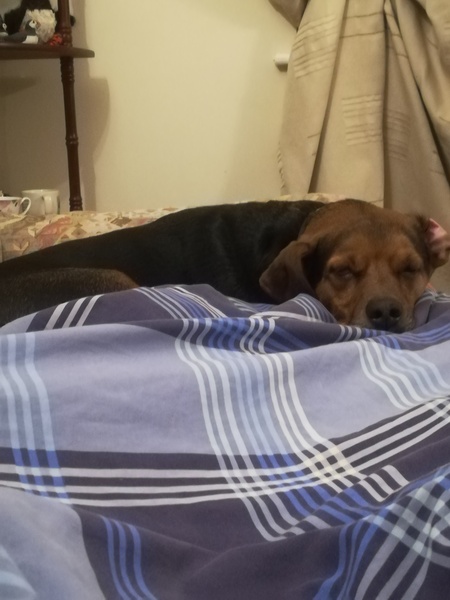 Woolly Hugs. A Blanket for 84CharingCrossRoad, lovely folk, we need your help.