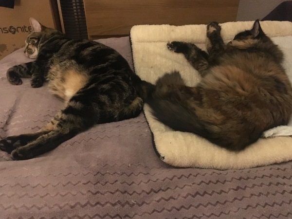 Kitten-based planning...