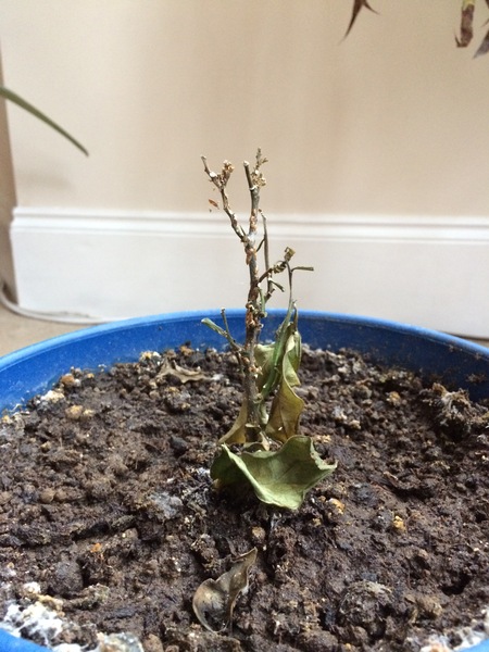 I killed a plant ...