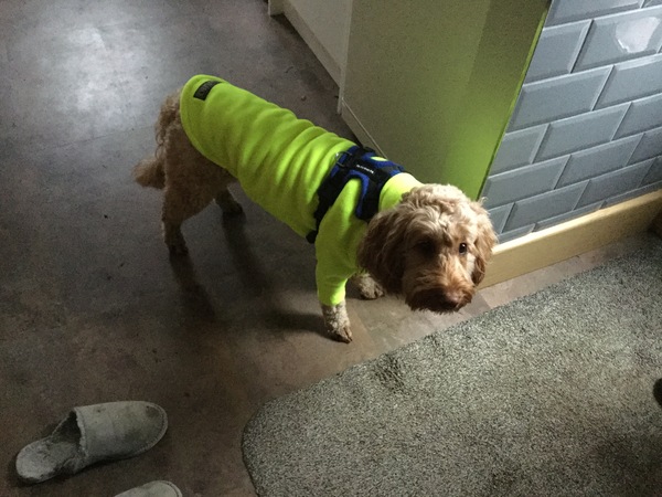 General dog chat
