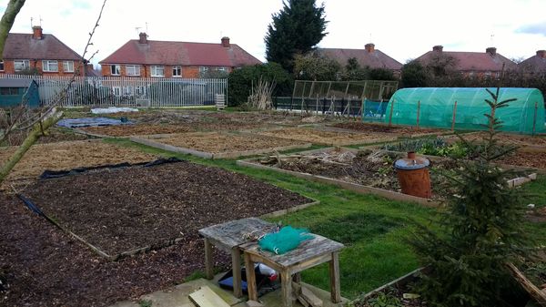Allotment/Veg patch thread 11 'We bid  farewell to rainbow leaves but will keep plotting along'
