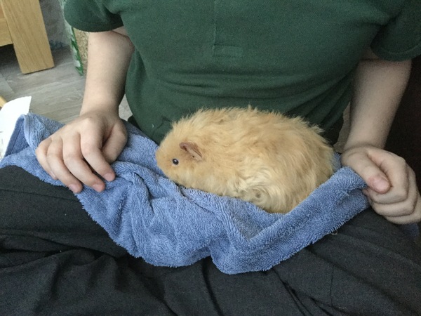 I have my first ever pet(s)! (Pic included)