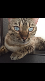 Bengal has scratched DD friend