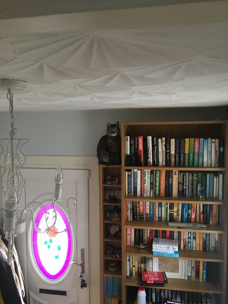 What's your DCat up to today? Episode 6, Return of the... Cats?