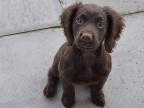 My daughter's dog. (Fast becoming mine ) do not want the responsibility