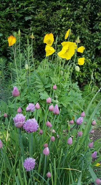 Could a complete beginner make/plant a border?