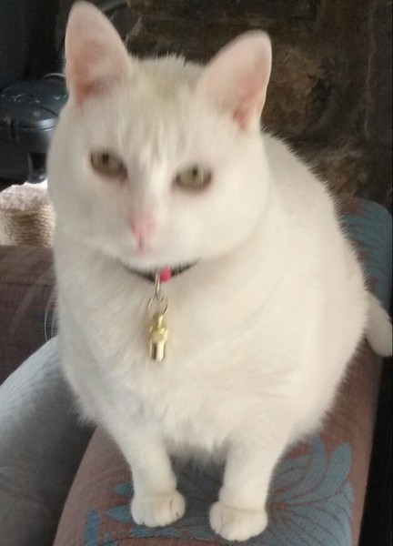 What's your DCat up to today? Episode 6, Return of the... Cats?