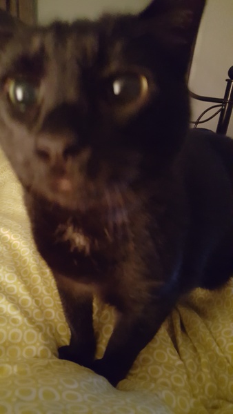 Small heart murmur in 5 year old cat - any experience?