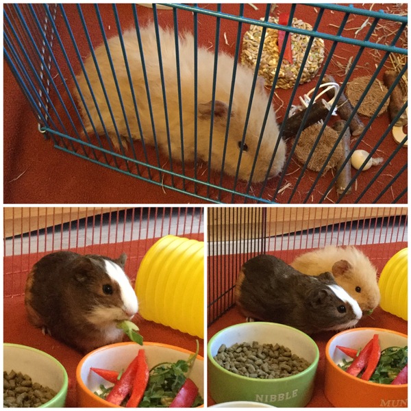 I have my first ever pet(s)! (Pic included)