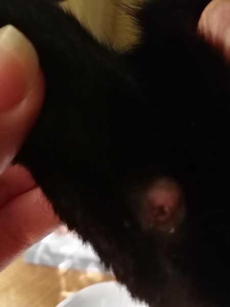 Anyone know what this is. Not nice image included