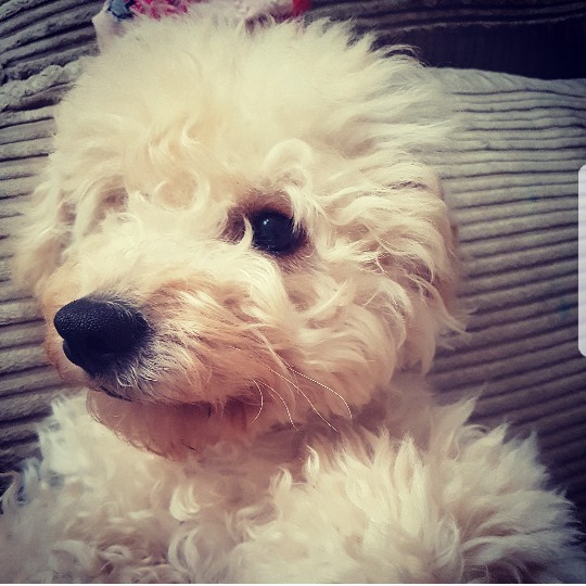 Cockerpoo