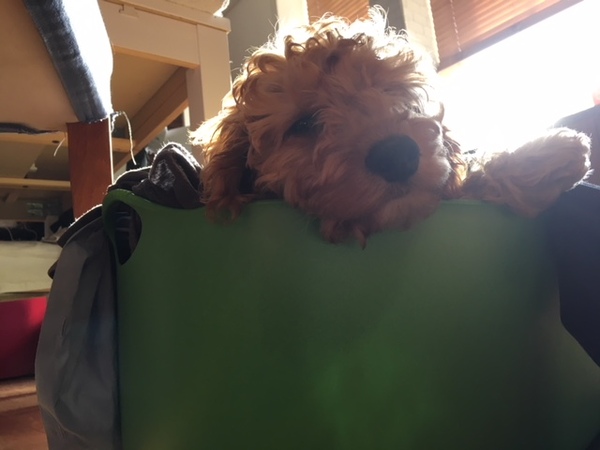 Cockerpoo