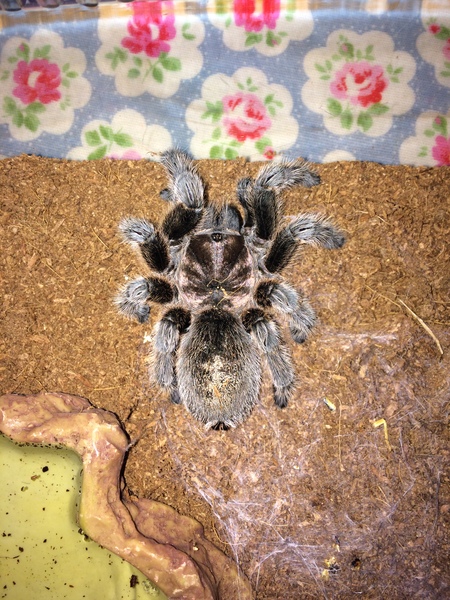 Spider farm [Warning: Spider pic in the OP]