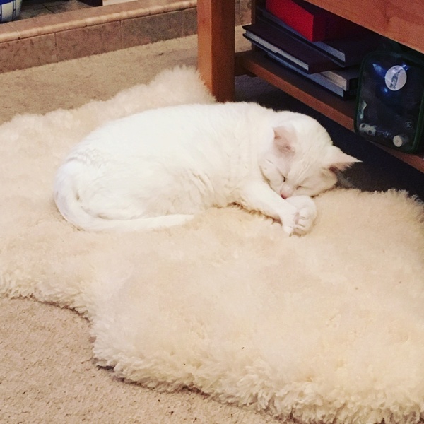 Fur on everything