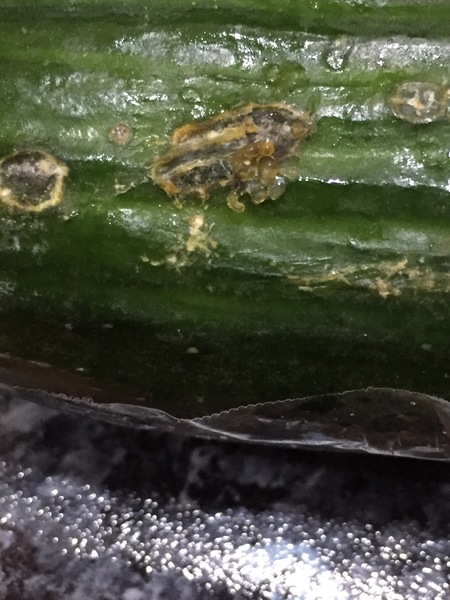 Can someone tell me what’s on my cucumber and aibu to take it back?