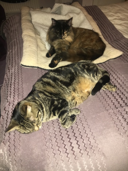 What's your DCat up to today? Episode 6, Return of the... Cats?