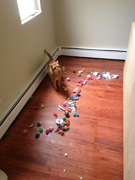 One toy mouse found for PB........
