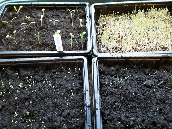 The first rule of potting shed is YOU ALWAYS talk about potting shed. The thread continues.