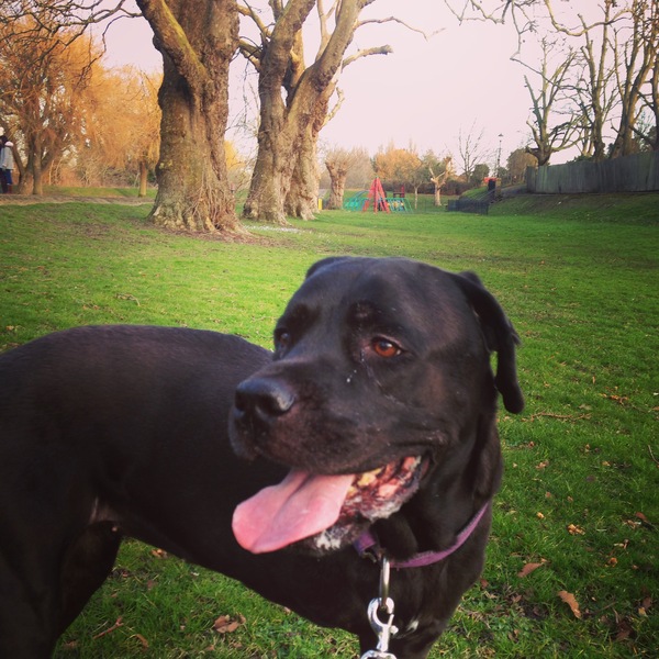 Dogs and the rainbow bridge