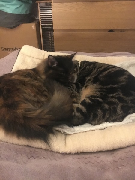 What's your DCat up to today? Episode 6, Return of the... Cats?