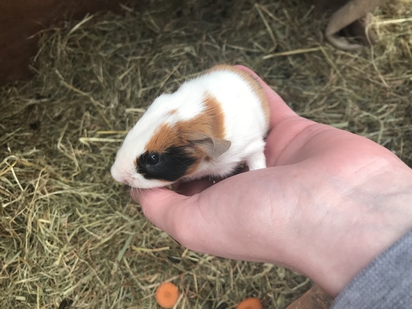 To separate pregnant guinea pigs?