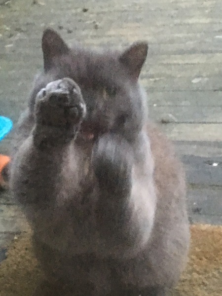 What's your DCat up to today? Episode 6, Return of the... Cats?