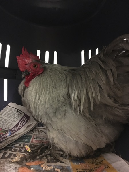 PokemonGo #14. Rhydon Time, Rhy-Rhy- Rhydon Time...