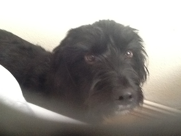 My daughter's dog. (Fast becoming mine ) do not want the responsibility