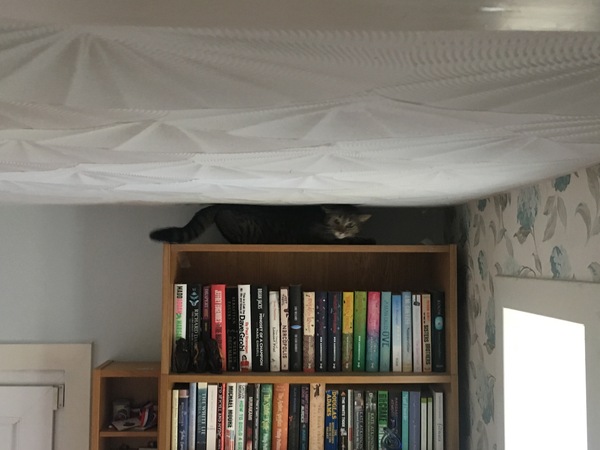 What's your DCat up to today? Episode 6, Return of the... Cats?