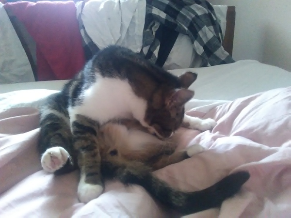 One toy mouse found for PB........