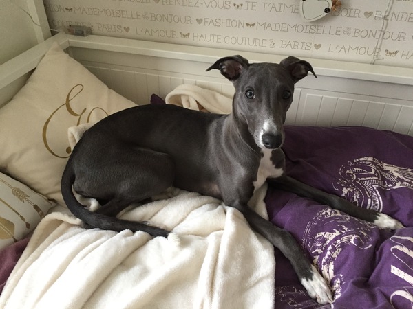 Family dog what breed?