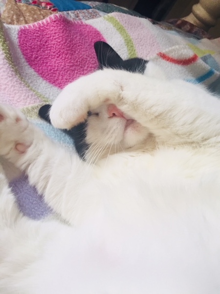 What's your DCat up to today? Episode 6, Return of the... Cats?