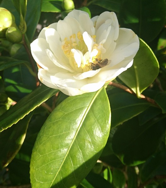 Any Beekeepers?