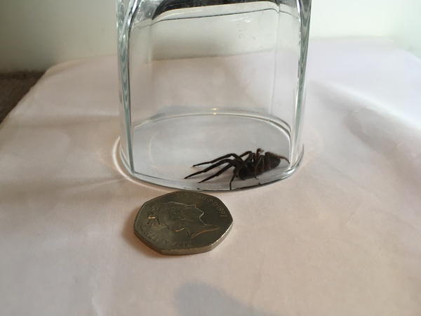 To ask if this is a normal house spider?