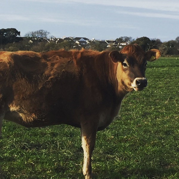 February Frugaleers United in Saving Money, Swapping Recipes & Supporting each other in finance, friendship & family life : )