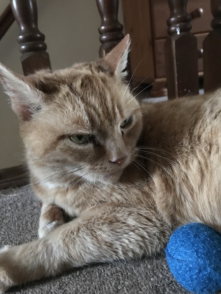 Got a new cat!