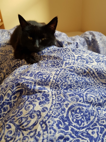 What's your DCat up to today? Episode 6, Return of the... Cats?