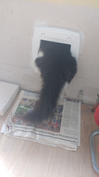 One toy mouse found for PB........