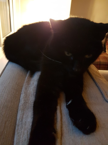 I've agreed to rehome a cat and I know nothing!