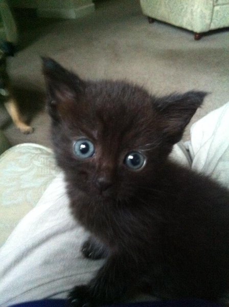 I was worried my kitten wouldn't like me... we've been home 10 minutes (pic)