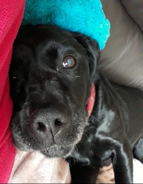 Diabetic Labrador- another deterioration?
