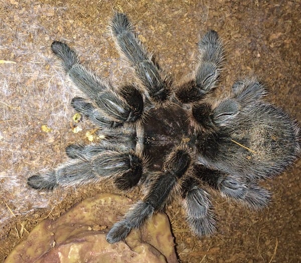 Spider farm [Warning: Spider pic in the OP]
