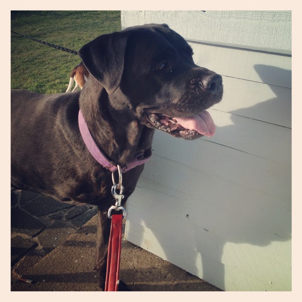 Dogs and the rainbow bridge