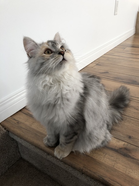 Fur on everything