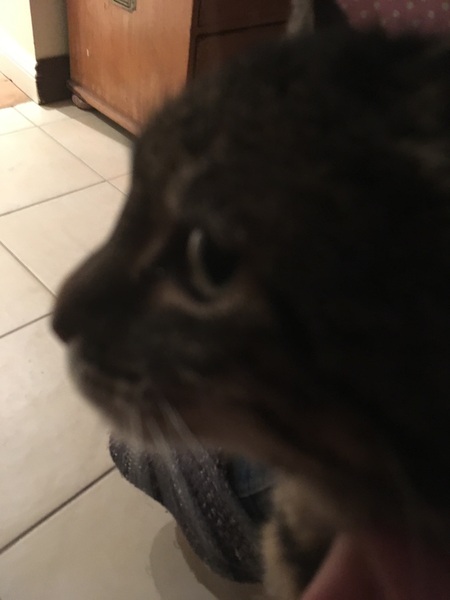Bengal has scratched DD friend